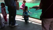 L'instinct maternel de ce lion de mer !