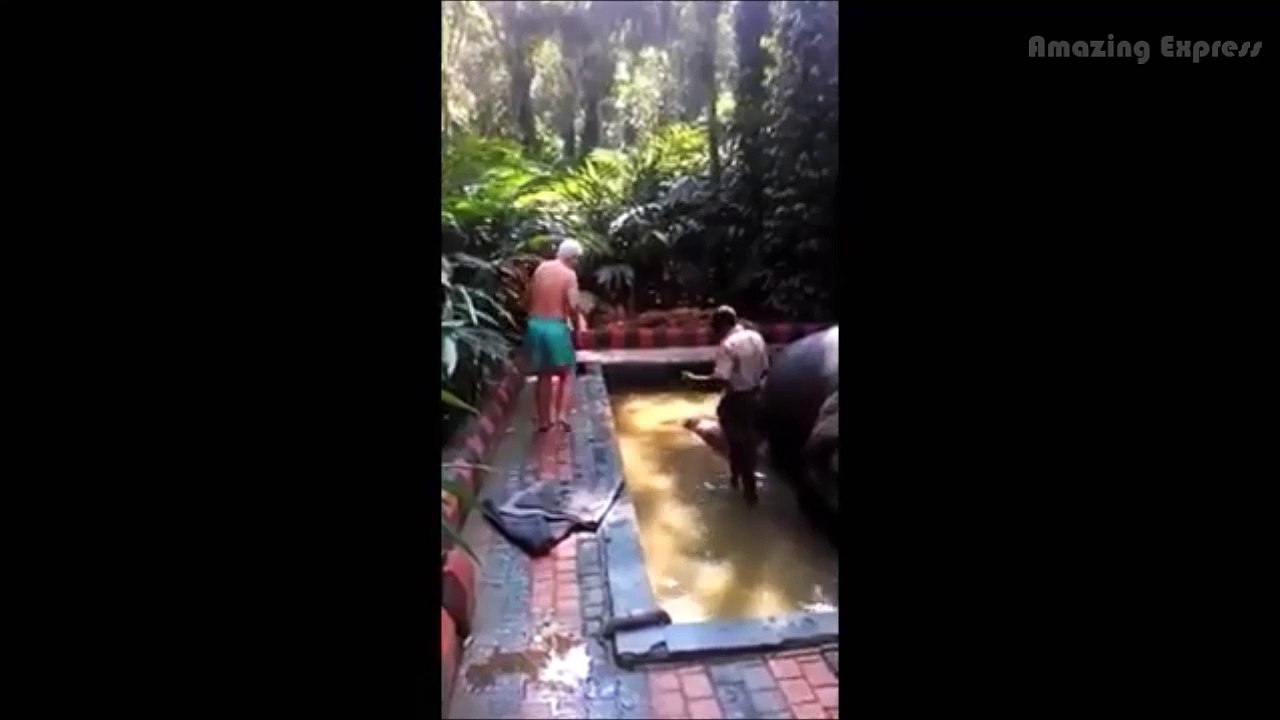 Elephant Shower and Bath Kerala