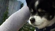 Cachorro dá passeio de bicicleta com a sua mãe e faz a coisa mais fofa para a ajudar a pedalar