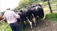 Vacas Novillas Tipo Leche - Hacienda San Fernando.f4v