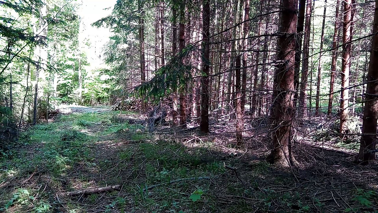 Privatwald-Fichtenmonokultur; Staatsforst-Mischwald