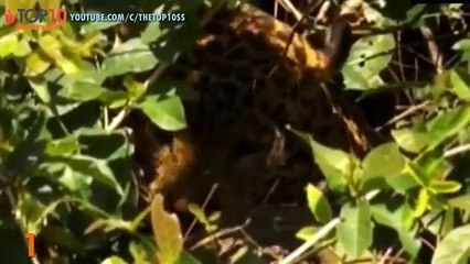 THE TOP 10 || TOP 10 JAGUAR VS CROCODILE || Jaguar attacks Crocodile to Death