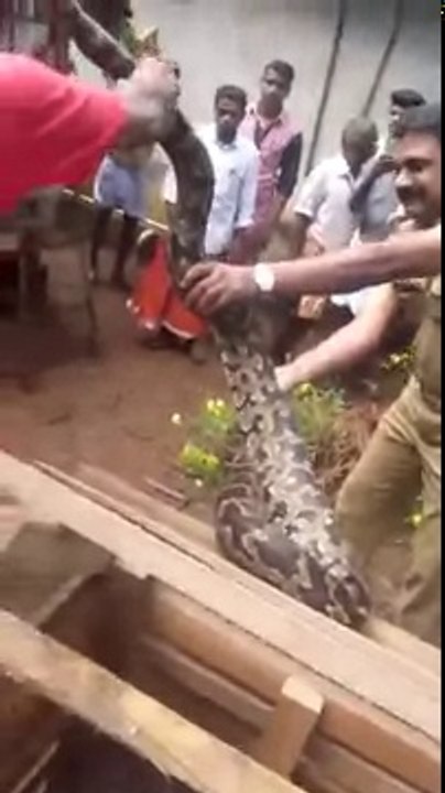 Catching Big  indian Python snake by experts from a house...!!!