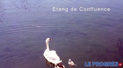 Naissances de trois bébés cygnes à Confluence