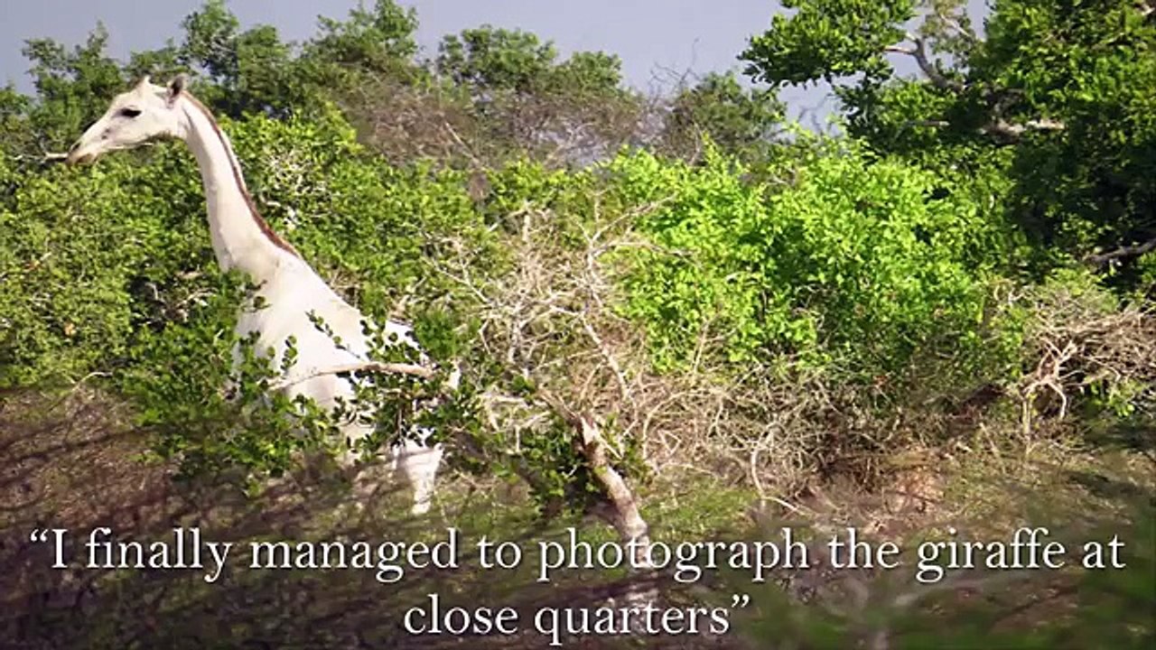 White Giraffe Spotted in Tanzania