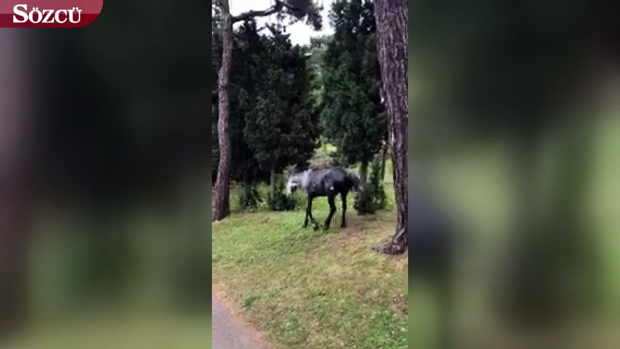 Büyükada'da bakımsız bırakılan at sosyal medyada tepkilere neden oldu