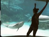 Ce dauphin est mort de rire devant une fille à l'aquarium zoo !