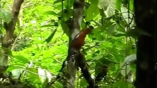 Kicau Suara Burung Anis Merah Gacor | Anis Merah Liar