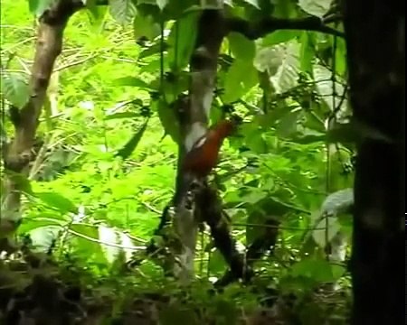 Kicau Suara Burung Anis Merah Gacor | Anis Merah Liar
