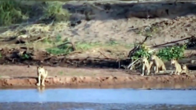 Lion Vs Crocodile - Wild Dog Vs Buffalo - Hyena Vs Buffalo - Crocodile Vs Lion Most Amazing Wild Animal Attacks Videos