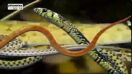 Grusel der Natur - Reptilien [Doku deutsch]