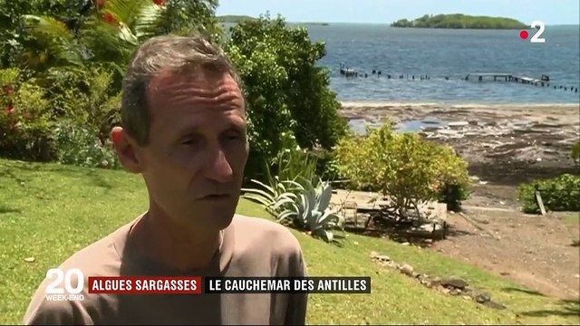 Les algues sargasses, le cauchemar des Antilles