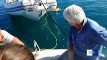 Puglia: National Geographic e Uniba alla ricerca del corallo nero 