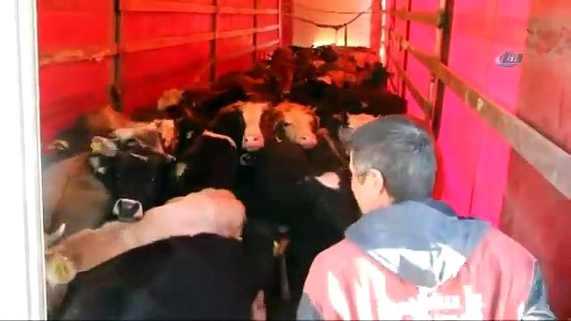 ’250 Bin Düve Projesi’nde Başvurular Sona Eriyor