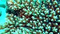 Deep Ocean Coral Reef Adventure Documentary Ocean Documentary HD part 1/3