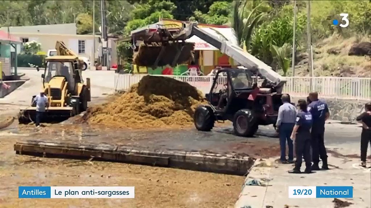 Antilles : les autorités lancent un plan pour se débarrasser des algues sargasses