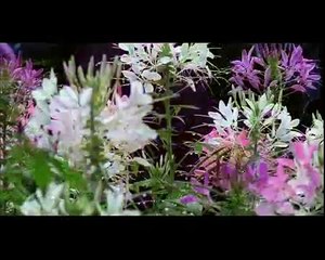 Treasures Chiang Rai Thailand