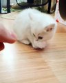 *Kitten can't let go of fuzz ball* Cute cat videos