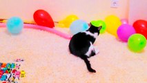 Смешной кот Шоша гоняется за лучиком / Cute Funny cat Shosha