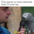 Best Imitating Parrot In The World