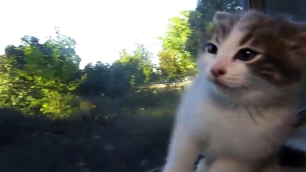 Talking Kitty Cat 50 - How To Piss Off A Cat