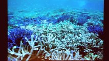 Coral Reef Wonders on Ocean Beds Ocean Documentary HD part 2/2