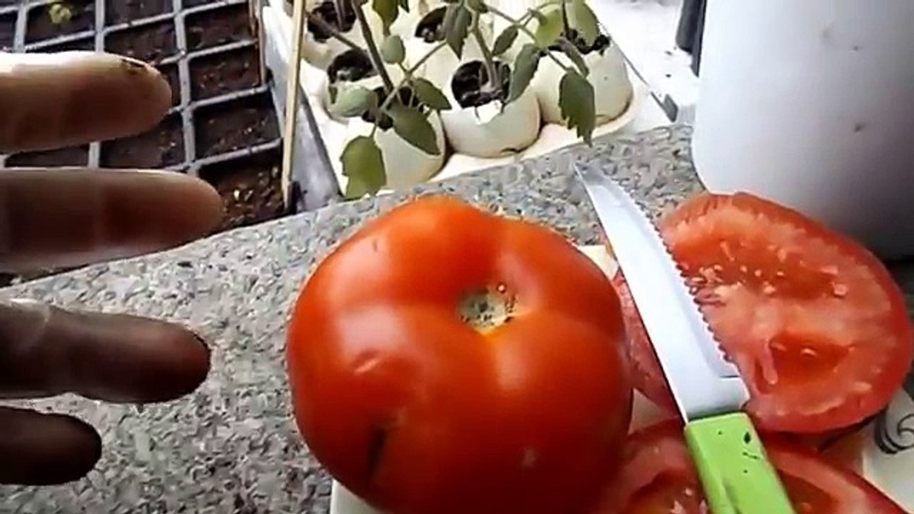 Como Plantar Tomate da (Forma mais Facil do Mundo)