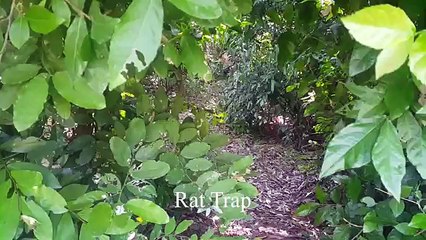 Wow! Amazing Boys Using 3 Traps To Catch The Rat, Mouse Trap