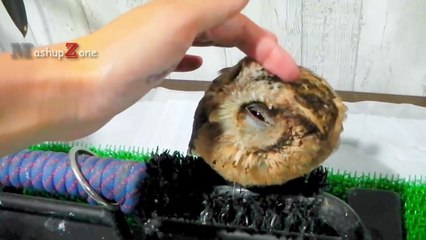 OWLS Are The FUNNIEST AND CUTEST - Funny And Cute Owl Videos 2017