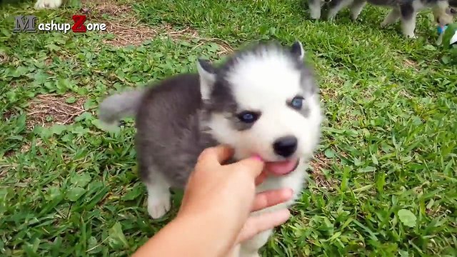 Husky Dogs And Puppies - A Funny Videos And Cute Videos Compilation 2016