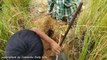 Amazing Brave Boys Catch Giant Anaconda Snake in a Hole - How to Catch Anaconda Snake in My Village