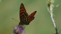 NATURALEZA SONIDOS Y MARIPOSAS