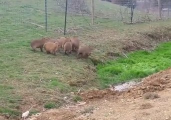 Strange Noise Startles Group of Capybaras