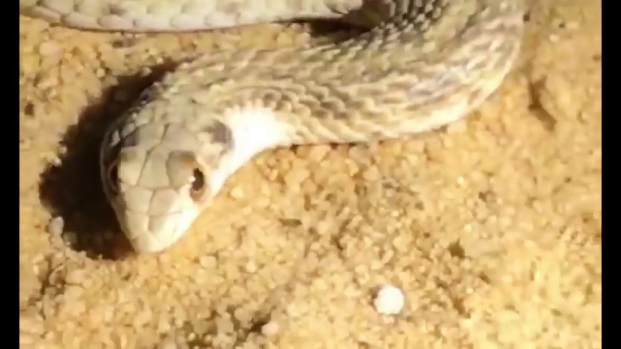 ثعبان أبو العيون.