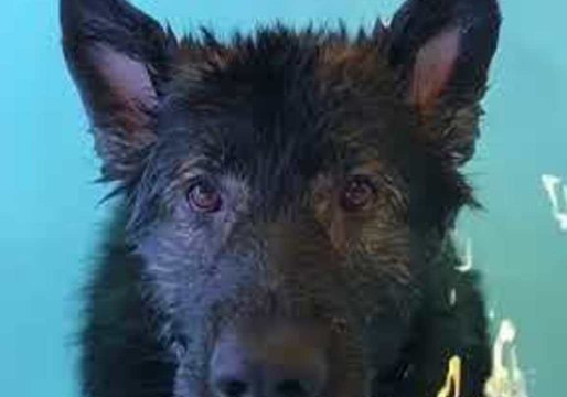 German Shepherd Relaxes in Pool