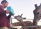 Giraffe Calf Enjoys Feeding and Grooming Time