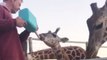 Giraffe Calf Enjoys Feeding and Grooming Time