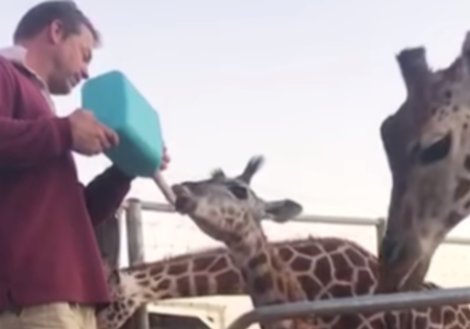 ⁣Giraffe Calf Enjoys Feeding and Grooming Time