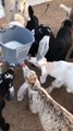 Goats kid drinking milk