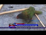 Perdagangan Burung Nuri Kepala Merah Dan Kakak Tua -NET24