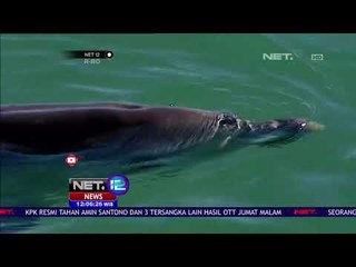 Lumba-Lumba Salah Satu Hewan yang Bersahabat Dengan Manusia - NET 12