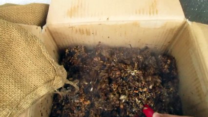 ビールの麦芽粕をダンボールコンポストで堆肥化1