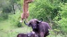 Buffalo vs Lion buffalo wins/ leon  vs Bufalo