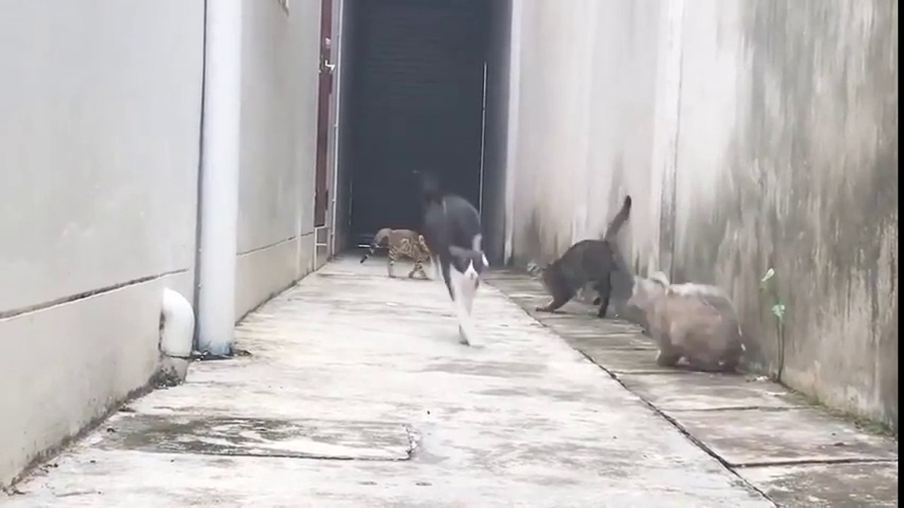 Sauts de chats impressionnants : des acrobates LOL