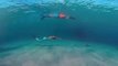 154m sous l'eau en nageant sans respirer : record du monde