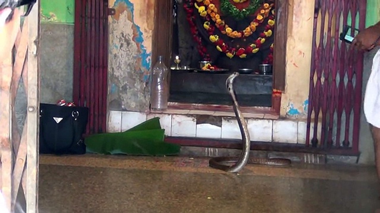 Cobra Appears in a Temple in India...!!!!!!