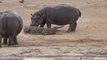 Young Hippo Tries to Play With Crocodile _ National Geographic