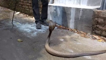 Catching biggest Cobra by experts in India....!!!!!