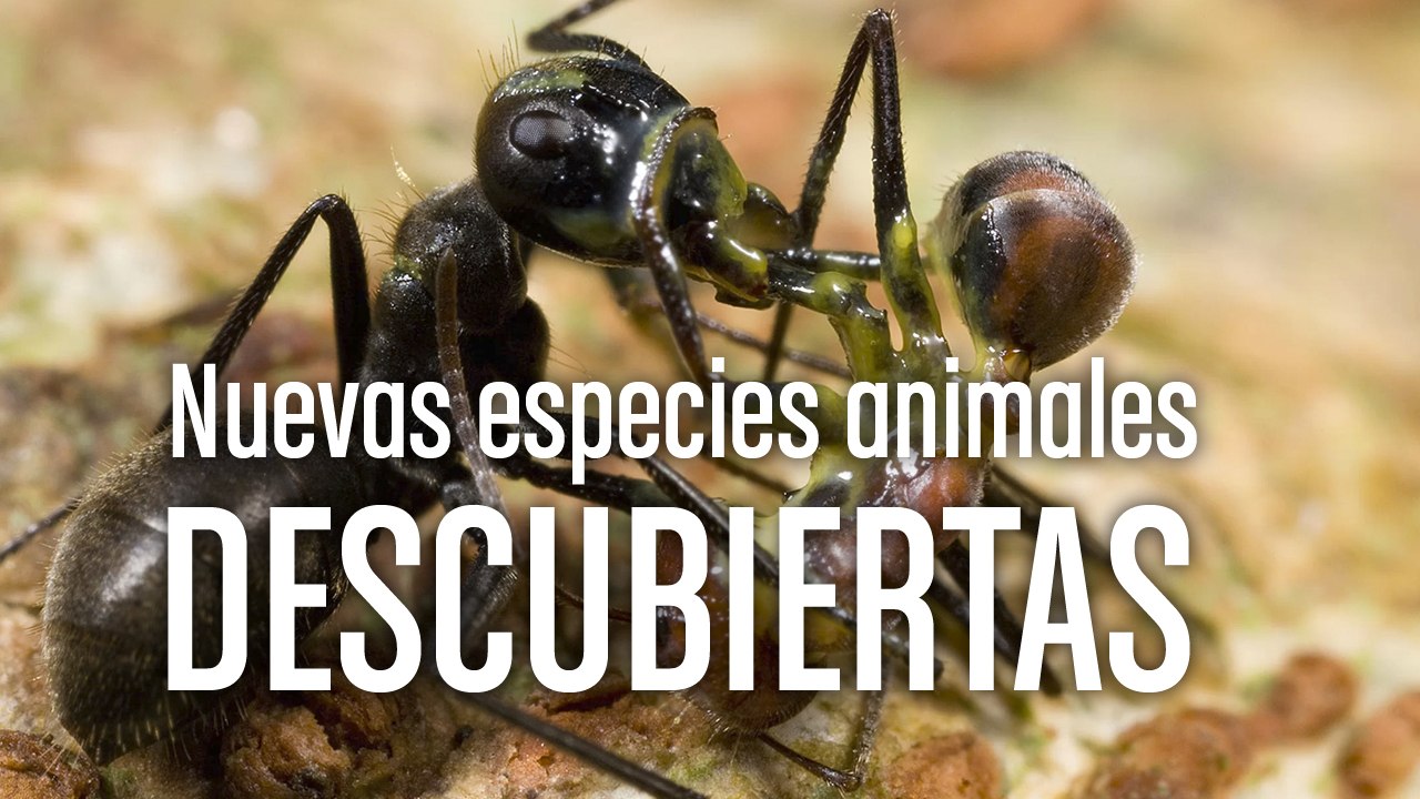 [CH] ¡Nuevas especies descubiertas!