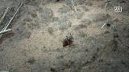 Insects sold at high prices as delicacy